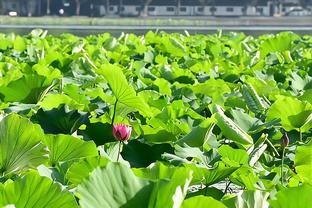 雷竞技竞彩平台截图4